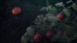 Tomate_2