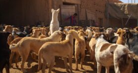 Mutts-Halima-Ouardiri-2019-Film-Still2