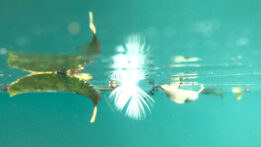 cenote