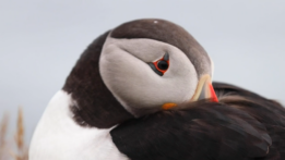 Puffin_3