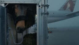 air-horse-one-img